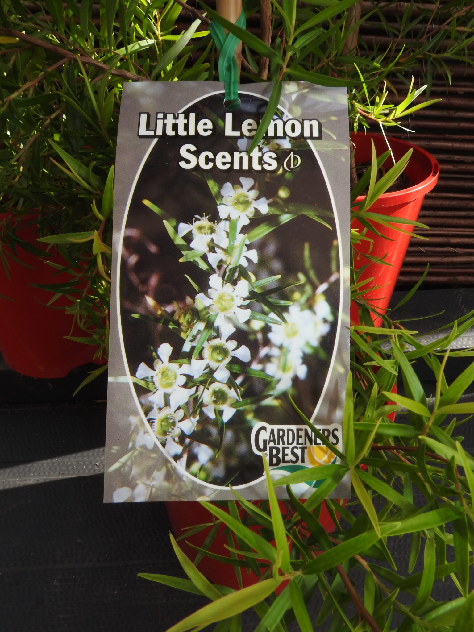 Tea Tree Lemon Scents Leptospermum Green And Gold Natives