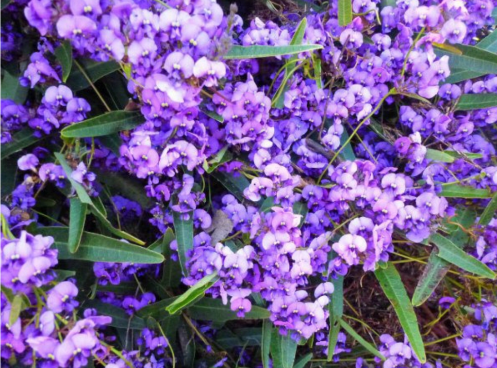A Guide to Australian Fern Plants: Caring for Birds-nest, Maidenhair