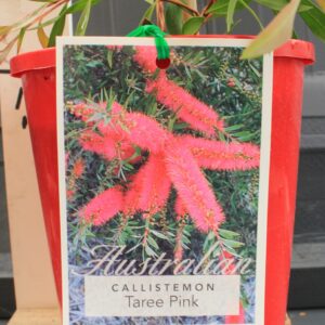 Callistemon Taree Pink