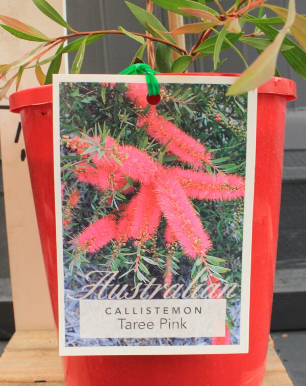 Callistemon Taree Pink