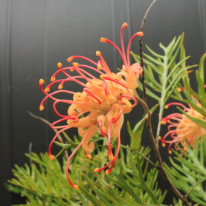 Grevillea “Superb”