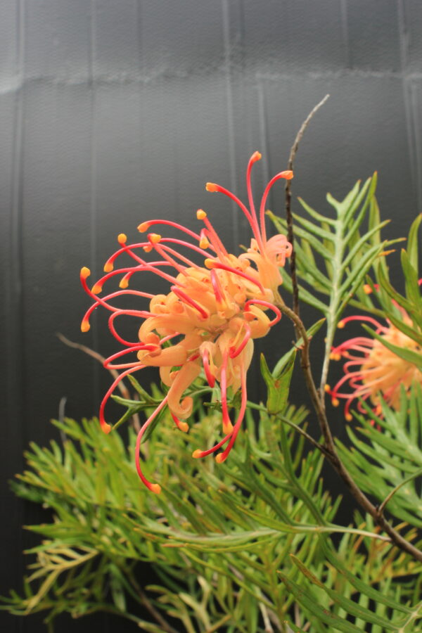 Grevillea “Superb”