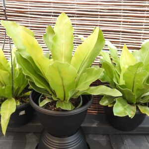 Birds Nest Fern