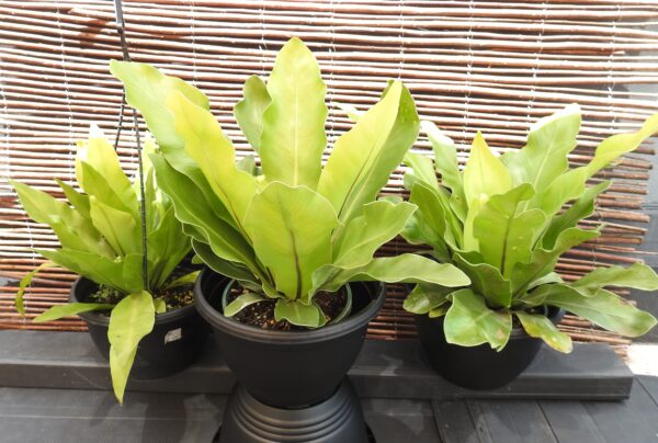 Birds Nest Fern