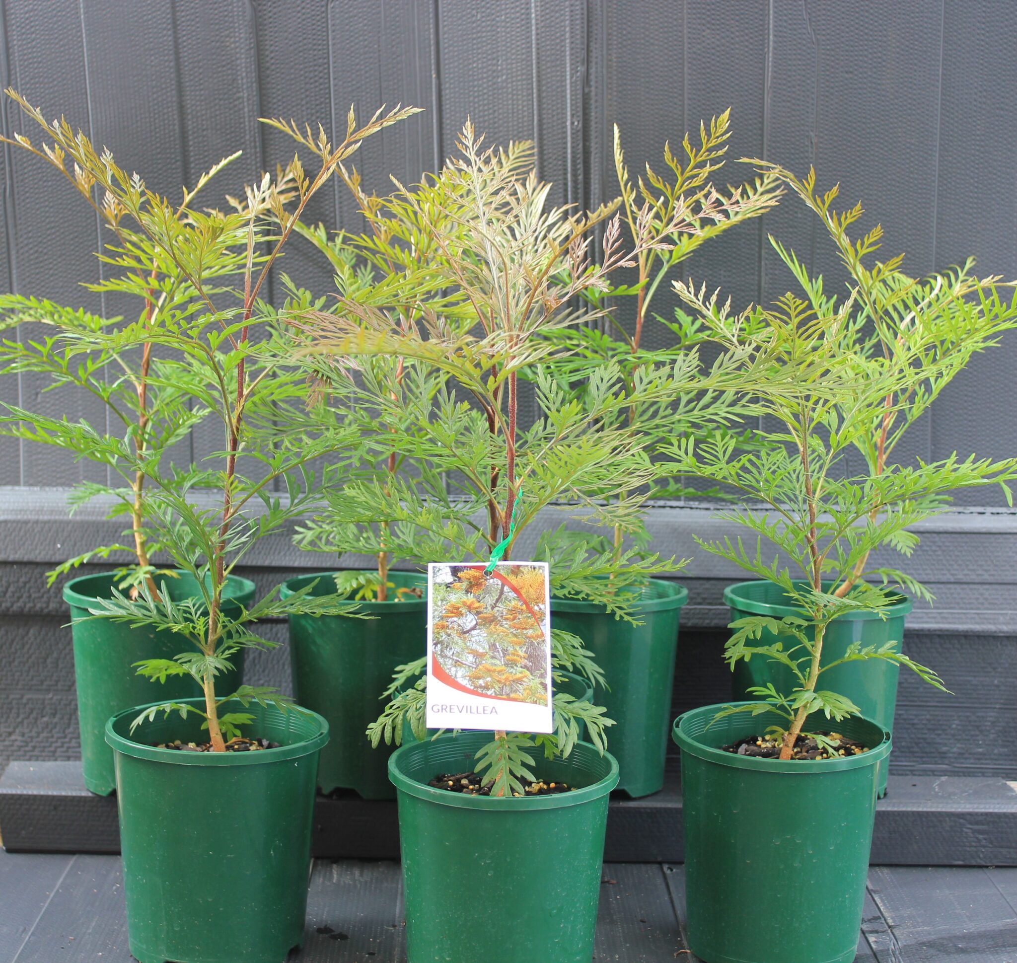 Silky Oak – Grevillea robusta - Green and Gold Natives