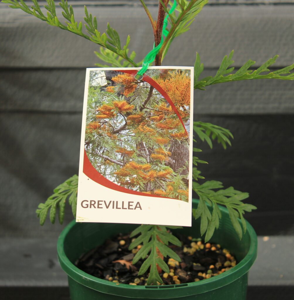 Silky Oak – Grevillea robusta - Green and Gold Natives