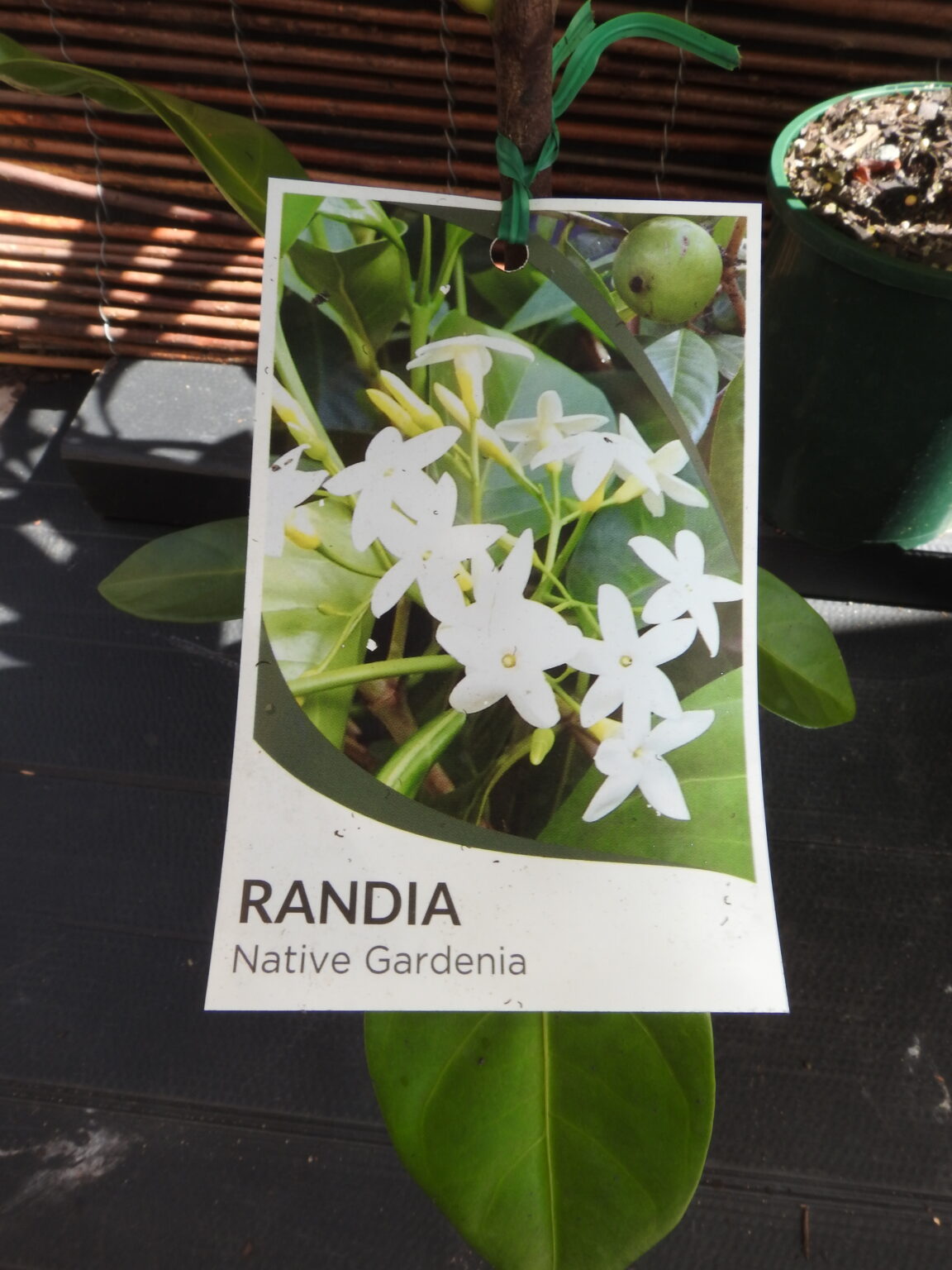 Native Gardenia – Randia fitzalanii - Green and Gold Natives